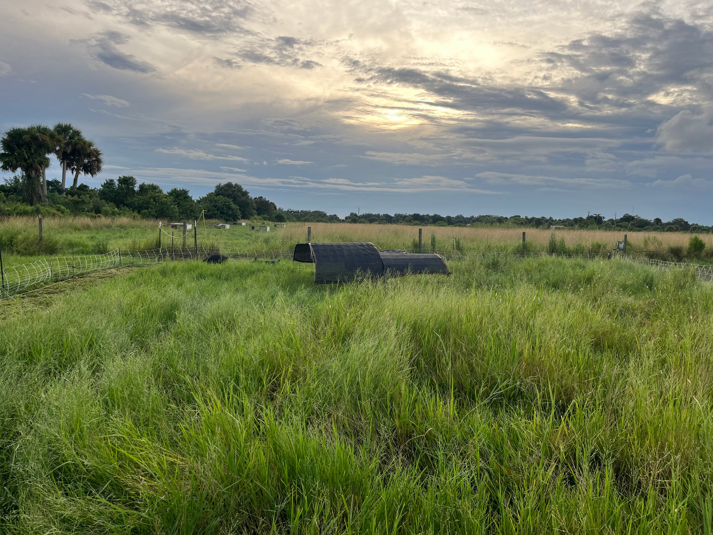Berkshire Pastured Pork 1/4 Share - Deposit