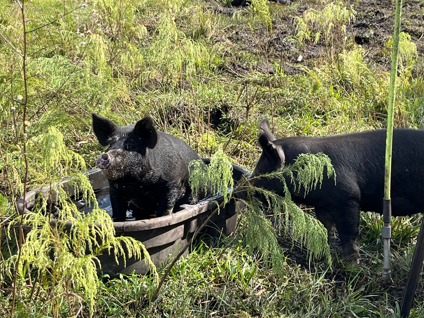 Berkshire Pastured Pork 1/4 Share - Deposit