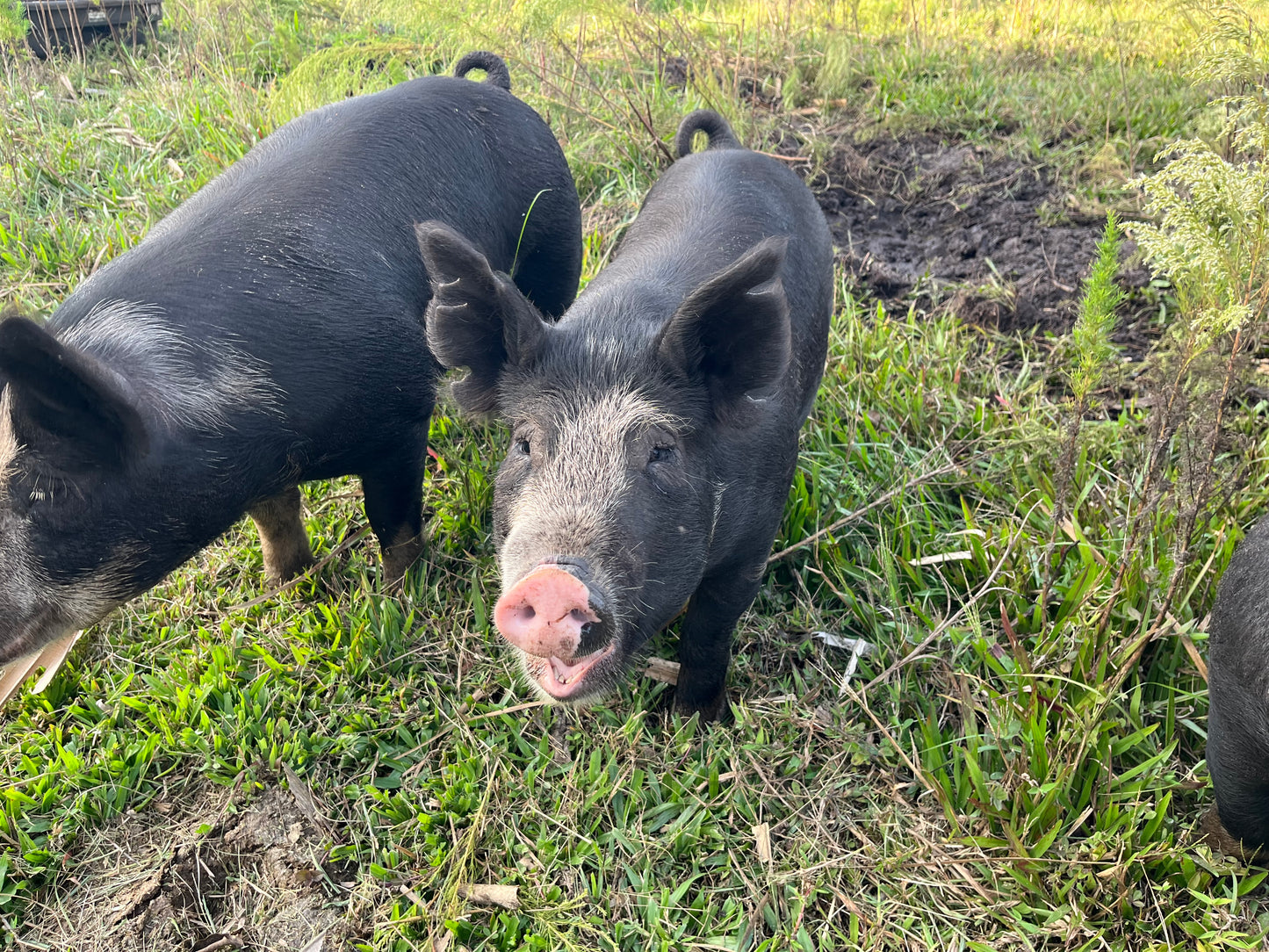 Berkshire Pastured Pork 1/4 Share - Deposit