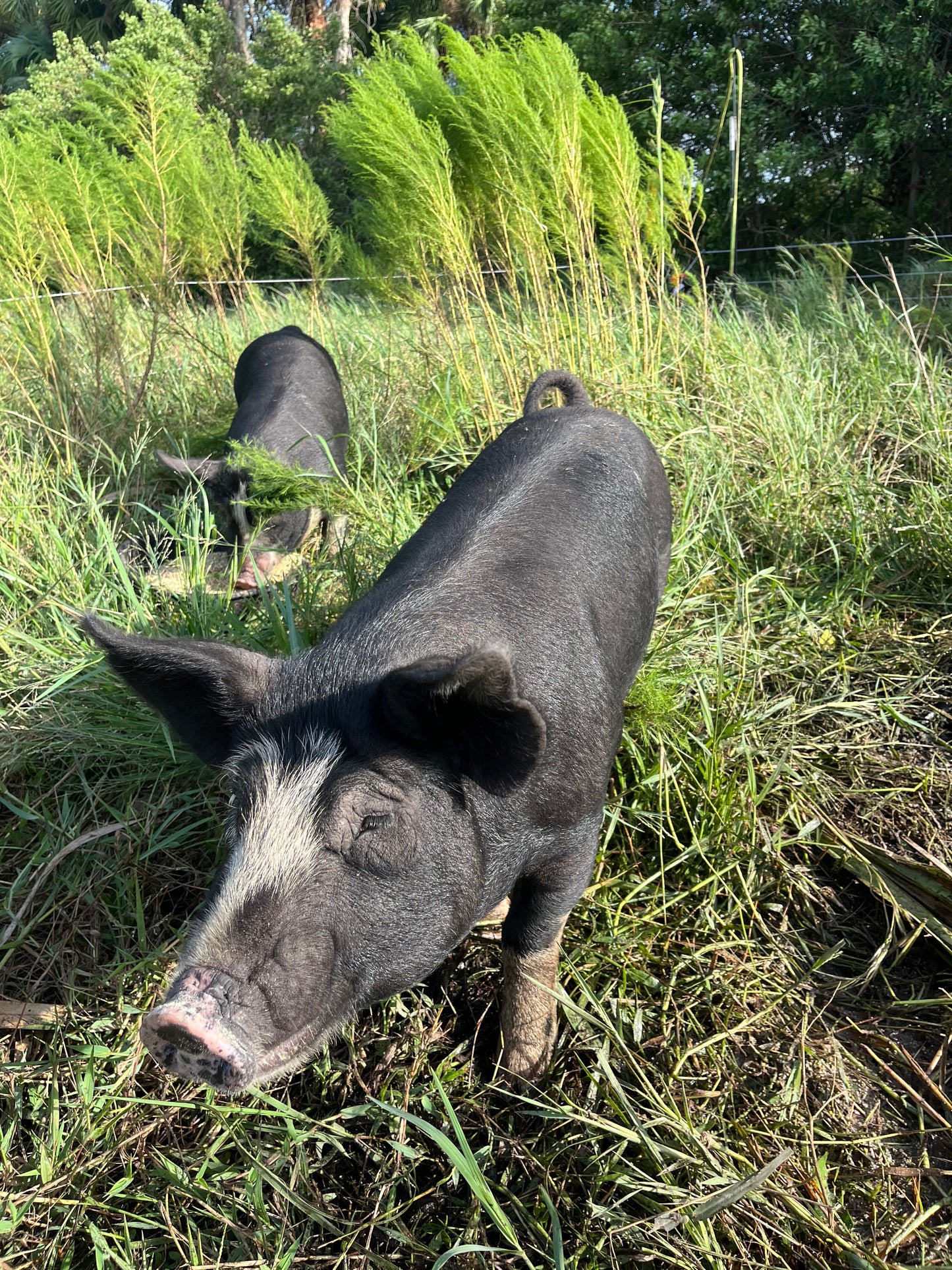 Berkshire Pastured Pork 1/4 Share - Deposit