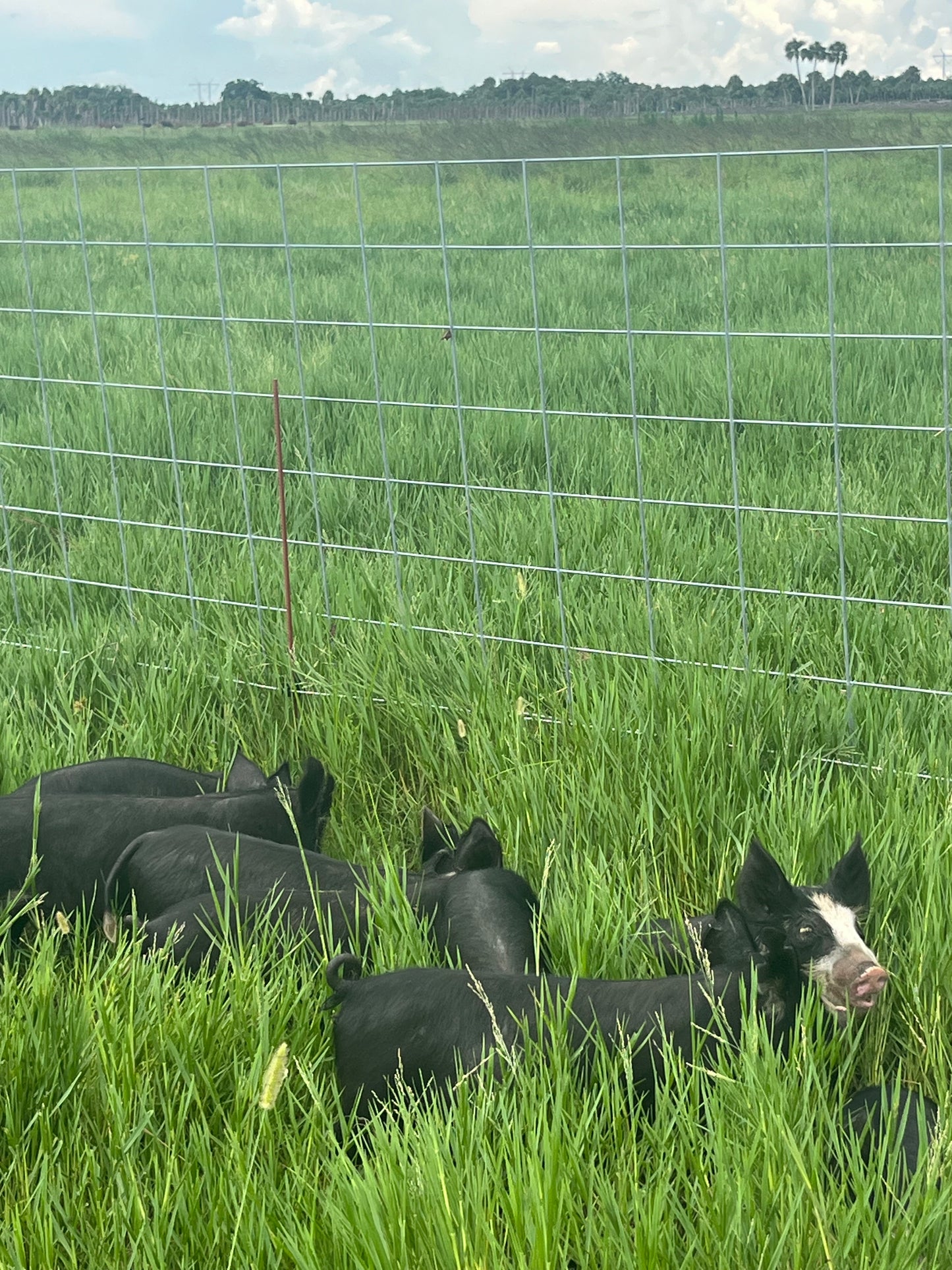 Berkshire Pastured Pork 1/4 Share - Deposit