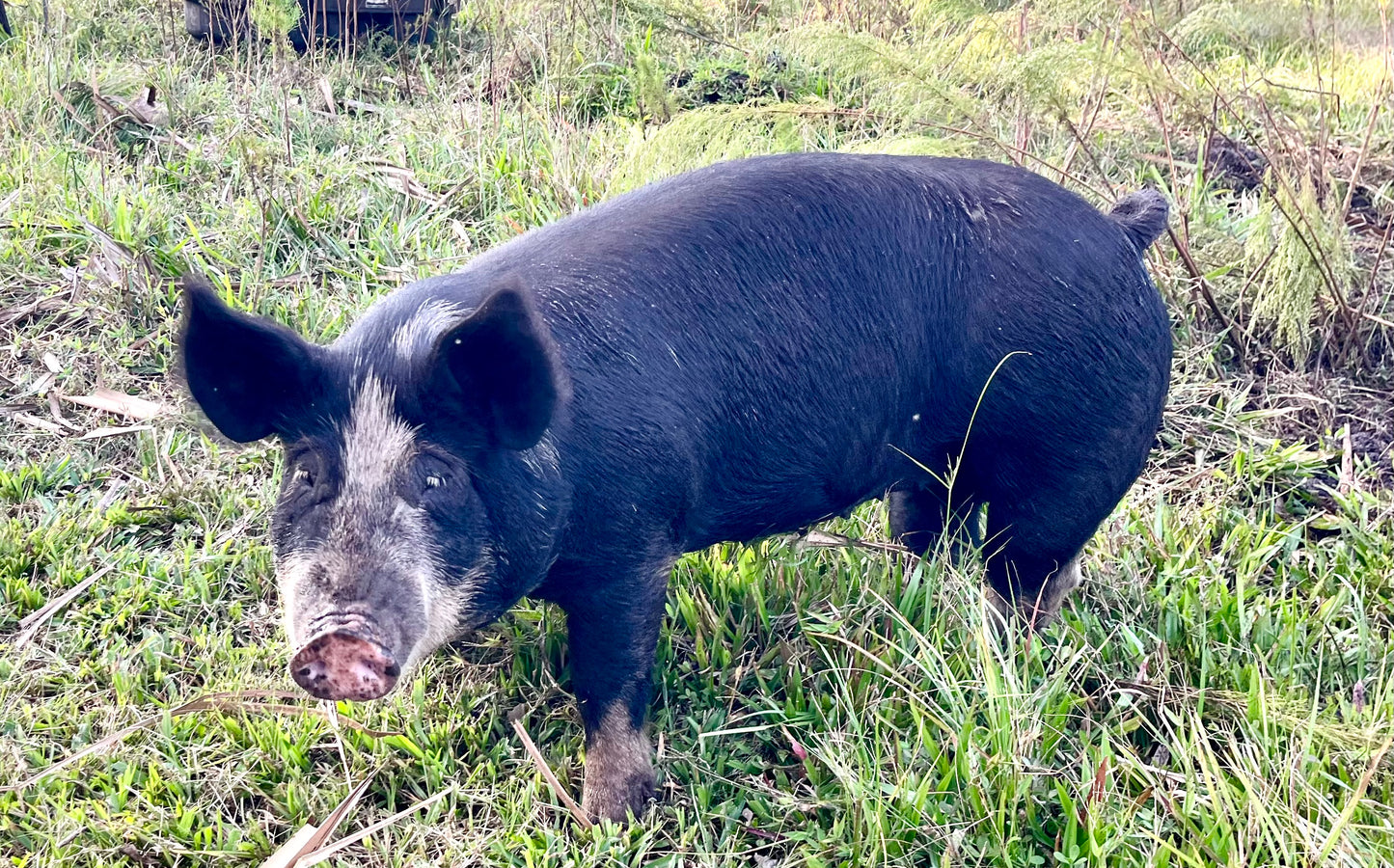 Berkshire Pastured Pork 1/4 Share - Deposit
