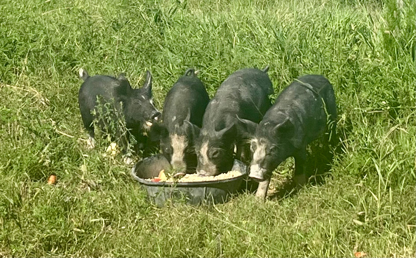 Berkshire Pastured Pork 1/4 Share - Deposit