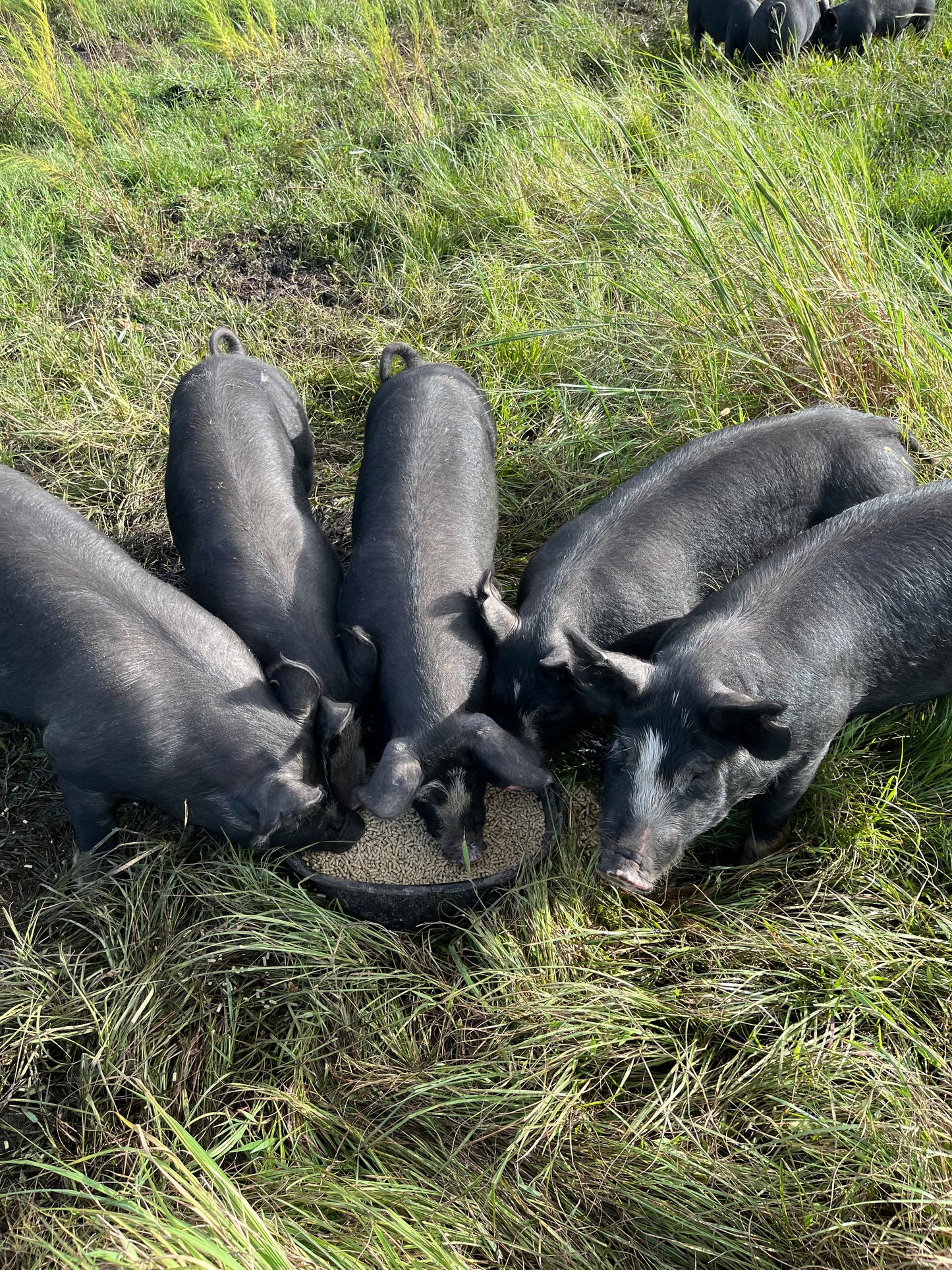Berkshire Pastured Pork 1/4 Share - Deposit